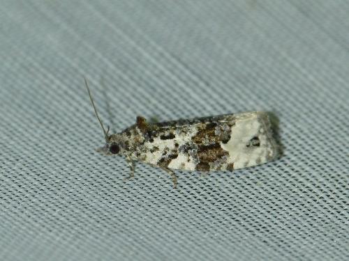 Apotomis turbidana